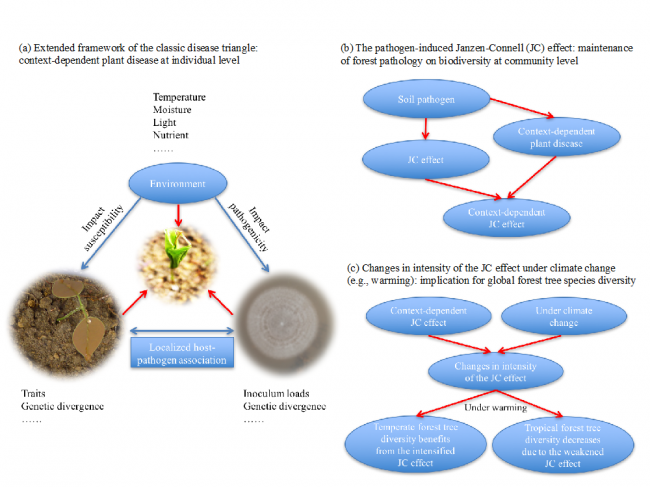 Incorporating the disease triangle framework for testing the effect of soil-borne pathogens on tree species diversity