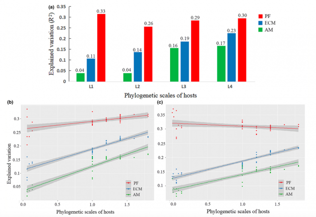 Effects of host phylogeny, habitat and spatial proximity on host specificity and diversity of pathogenic and mycorrhizal fungi in a subtropical forest