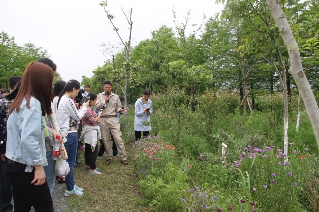 跟着讲解员参观东滩湿地公园：波斯菊